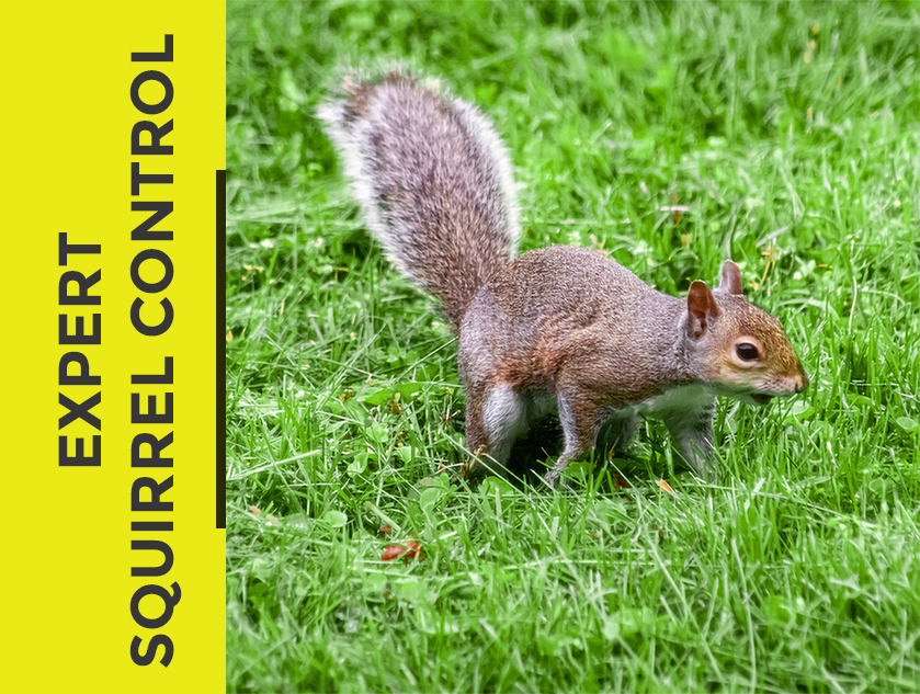 Squirrel Control - Pestcotek